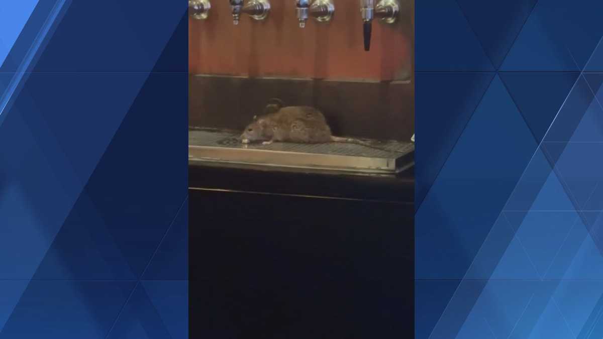Urban Tap in South Side addresses viral video showing rat on beer taps