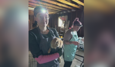 A squeaking success - how a vet's office and nonprofit team up for furry friends | KD Sunday Spotlight