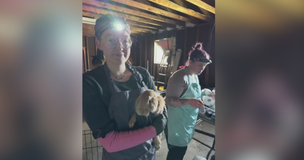 A squeaking success - how a vet's office and nonprofit team up for furry friends | KD Sunday Spotlight