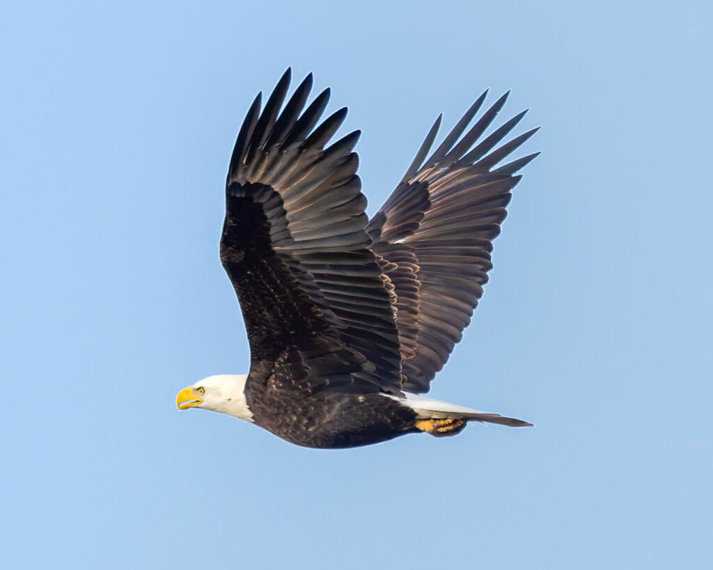A bald eagle flies over the John Heinz National Wildlife Refuge. Credit: Matt Cohen