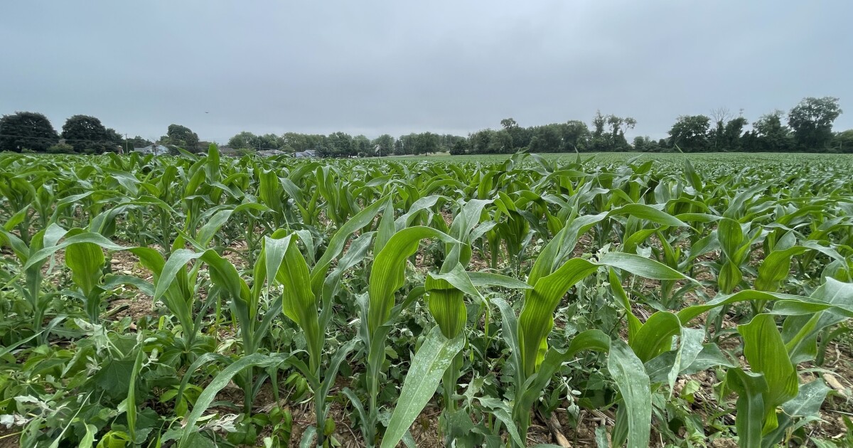 Nine buildings, 268 apartments: Bethlehem Twp. clears path for complex on William Penn Highway