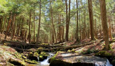 Pittsburgh Penguins buy carbon credits to offset carbon footprint