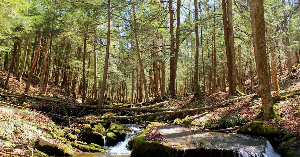 Pittsburgh Penguins buy carbon credits to offset carbon footprint