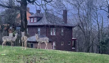 Pittsburgh's deer management program sees progress, challenges