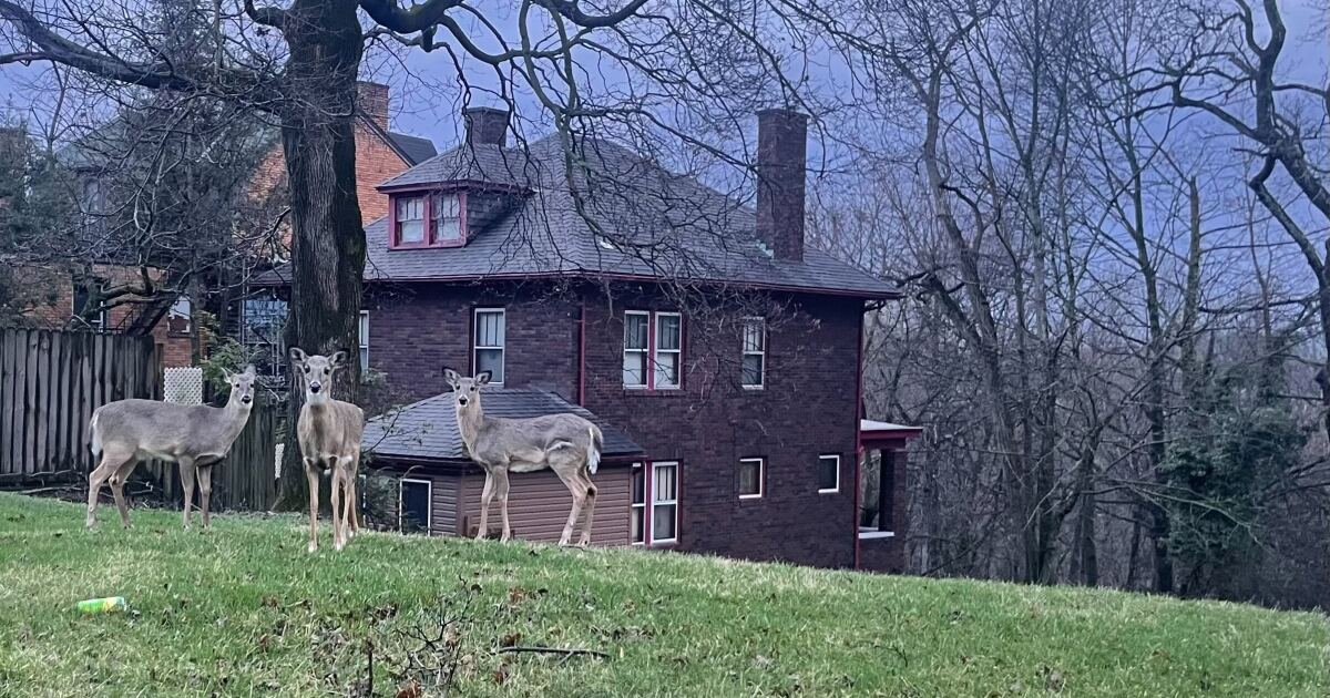 Pittsburgh's deer management program sees progress, challenges