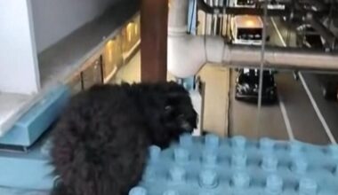 Dog rescued from elevated train platform in Philadelphia