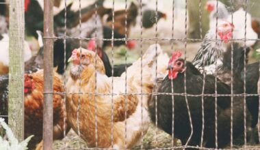 Pennsylvania in ‘Crisis Mode’ as Bird Flu Outbreaks Surge, Prompting Expanded State Response