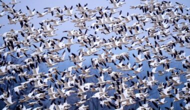 Snow Geese Take off for the Arctic in Mesmerizing Sunrise Display