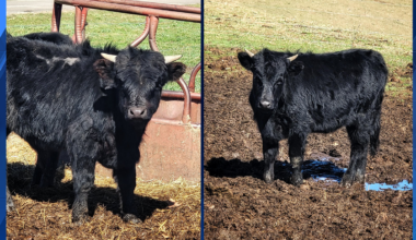 Cows cause traffic restrictions on I-279 in Pennsylvania