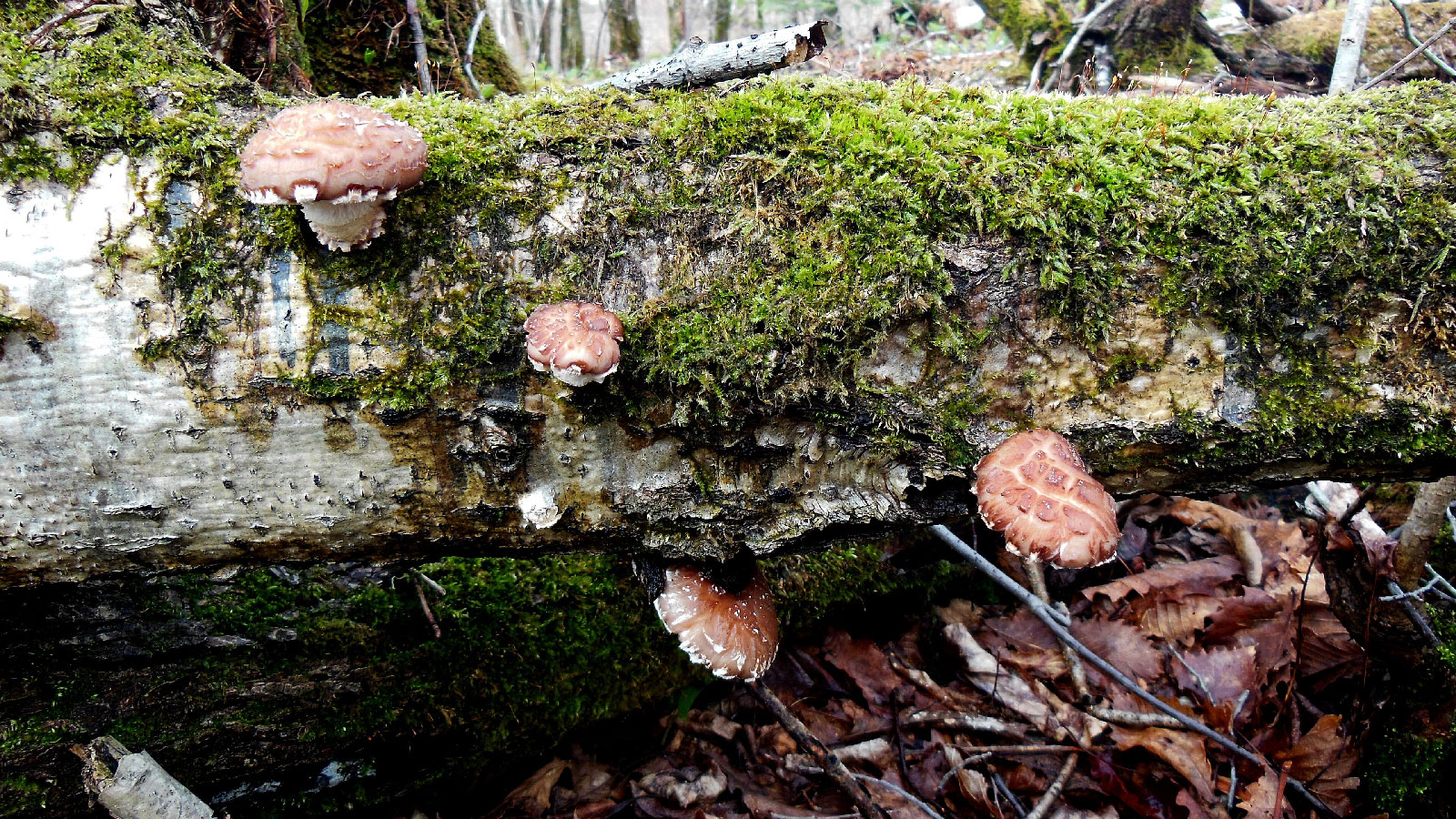In Pennsylvania, some forests are also farms » Yale Climate Connections