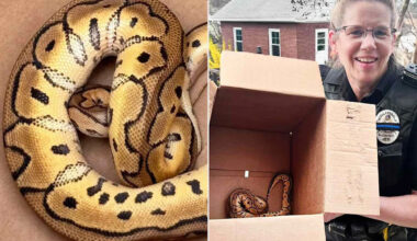Pennsylvania Uber Driver Finds Live Python in Trunk After Passengers Drop Their 'Bag Contents' During Ride