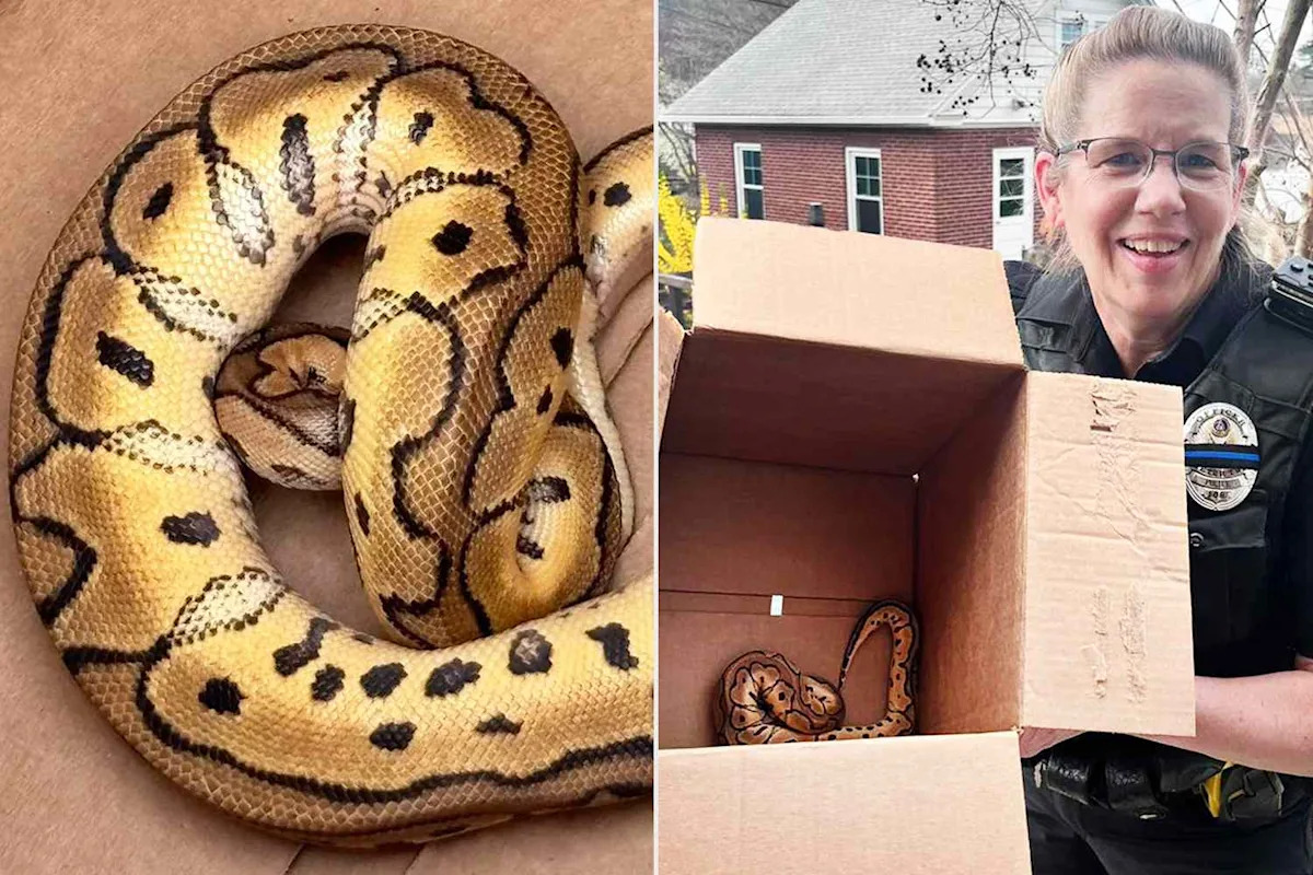 Pennsylvania Uber Driver Finds Live Python in Trunk After Passengers Drop Their 'Bag Contents' During Ride