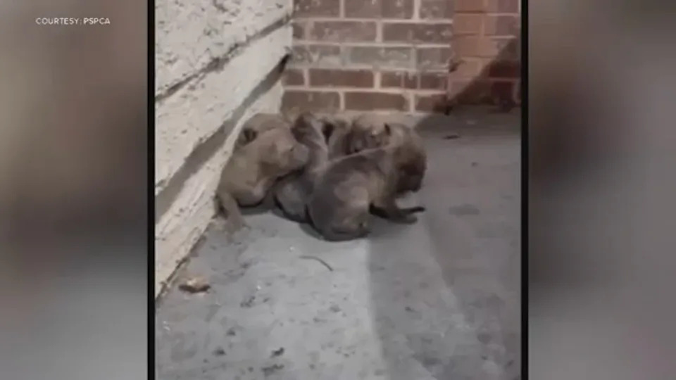 The PSPCA is asking for the public's help after two separate litters of puppies were found abandoned in the same area in the Old City neighborhood section of Philadelphia.