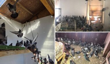 More than 300 pigeons found in Pennsylvania hoarder home: ‘The worst case’