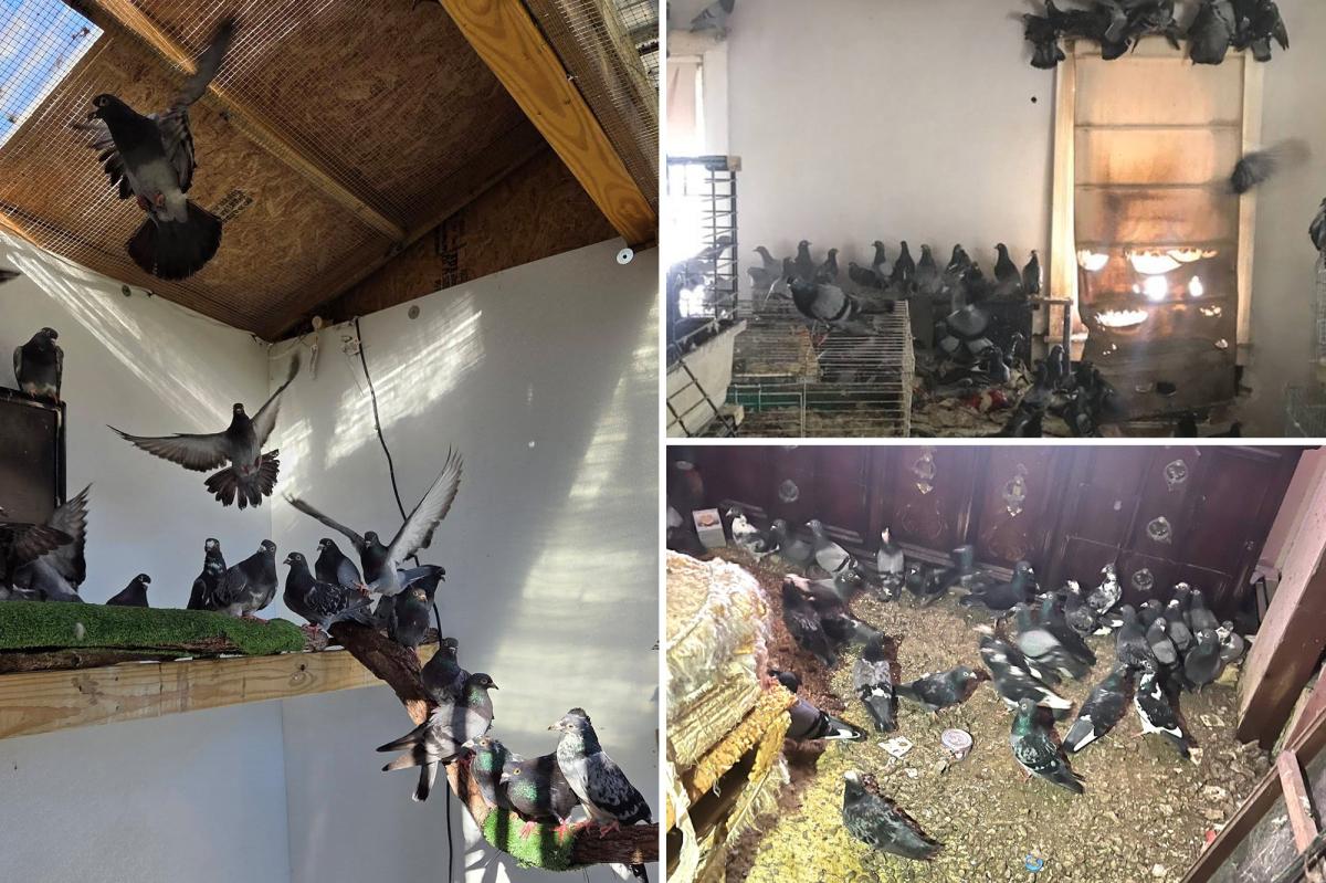 More than 300 pigeons found in Pennsylvania hoarder home: ‘The worst case’