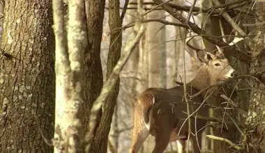 The National Desk dark theme brand icon