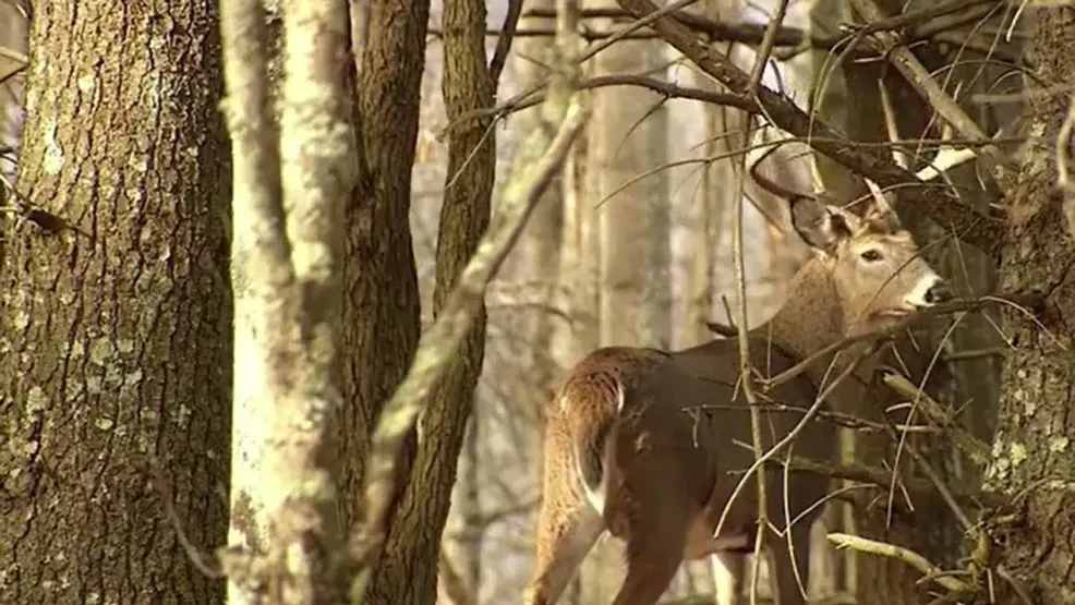 The National Desk dark theme brand icon