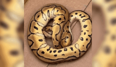 The National Desk dark theme brand icon