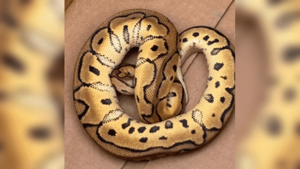 The National Desk dark theme brand icon