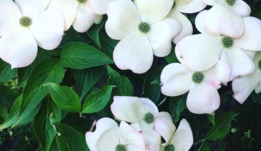 Tree Talk with LEAF: Flowering Dogwoods