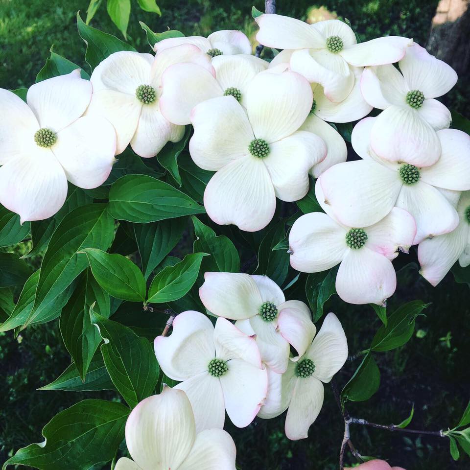 Tree Talk with LEAF: Flowering Dogwoods