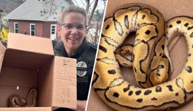 Pennsylvania Uber driver finds snake left behind by passengers – NBC10 Philadelphia