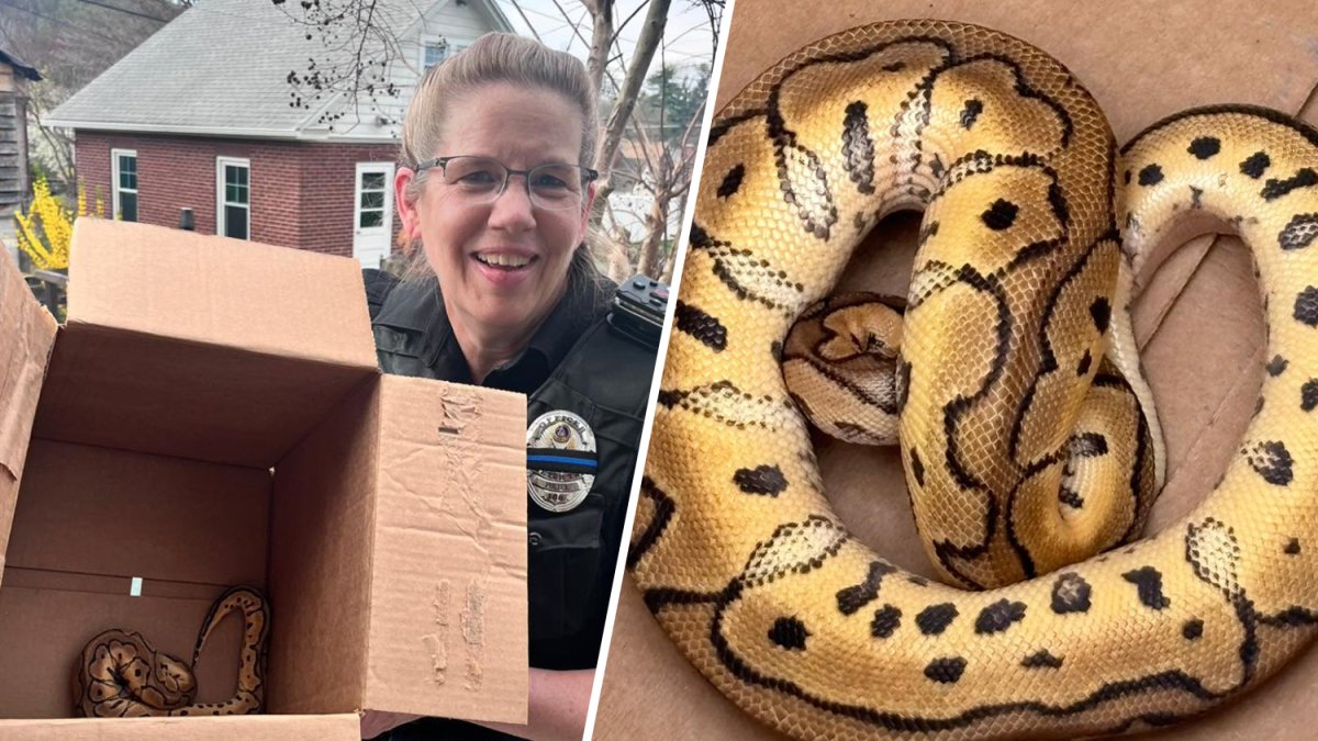 Pennsylvania Uber driver finds snake left behind by passengers – NBC10 Philadelphia