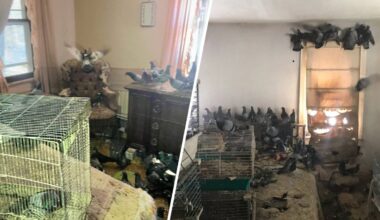 Over 300 pigeons rescued from hoarding conditions in Pennsylvania – NBC10 Philadelphia