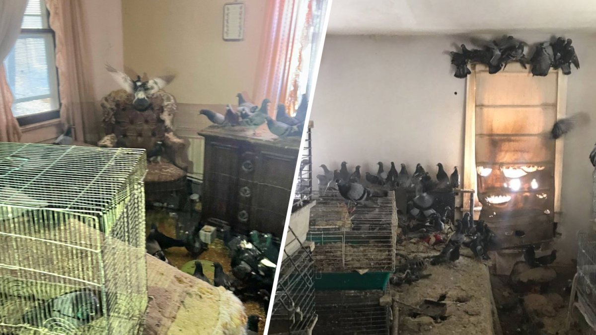 Over 300 pigeons rescued from hoarding conditions in Pennsylvania – NBC10 Philadelphia