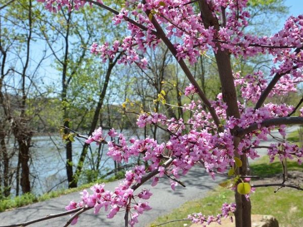 The Pittsburgh Cultural Trust, HEBI Robotics, Kopp Glass and more: Pittsburgh jobs for 3/23/26