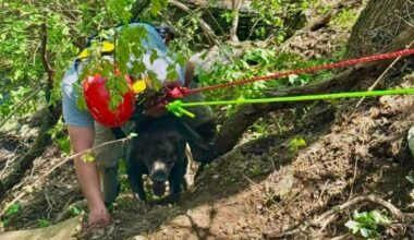 Firefighters rescue dog, owner from steep quarry in Berks County – NBC10 Philadelphia