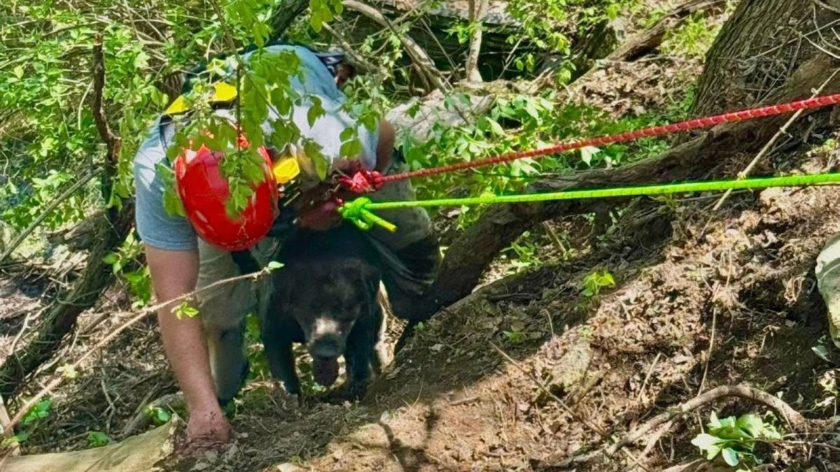 Firefighters rescue dog, owner from steep quarry in Berks County – NBC10 Philadelphia