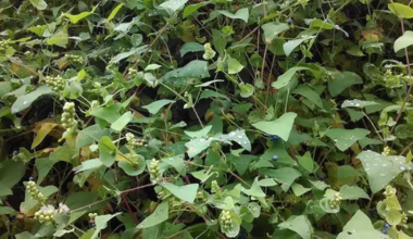 What is the mile-a-minute plant in Pennsylvania? Invasive weed explained