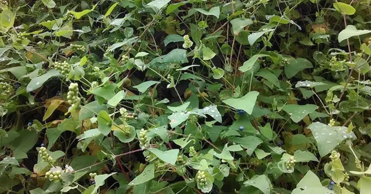 What is the mile-a-minute plant in Pennsylvania? Invasive weed explained