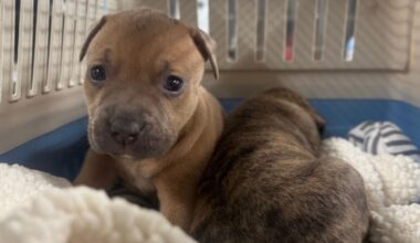 Litter of puppies found abandoned in Center City is second in last several months