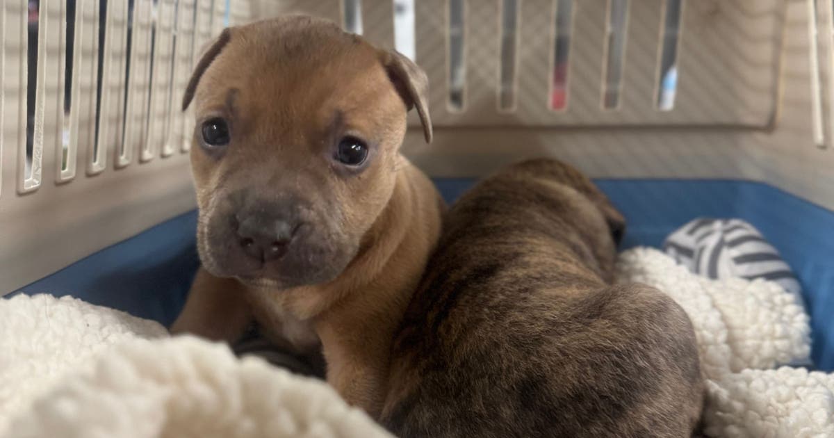 Litter of puppies found abandoned in Center City is second in last several months