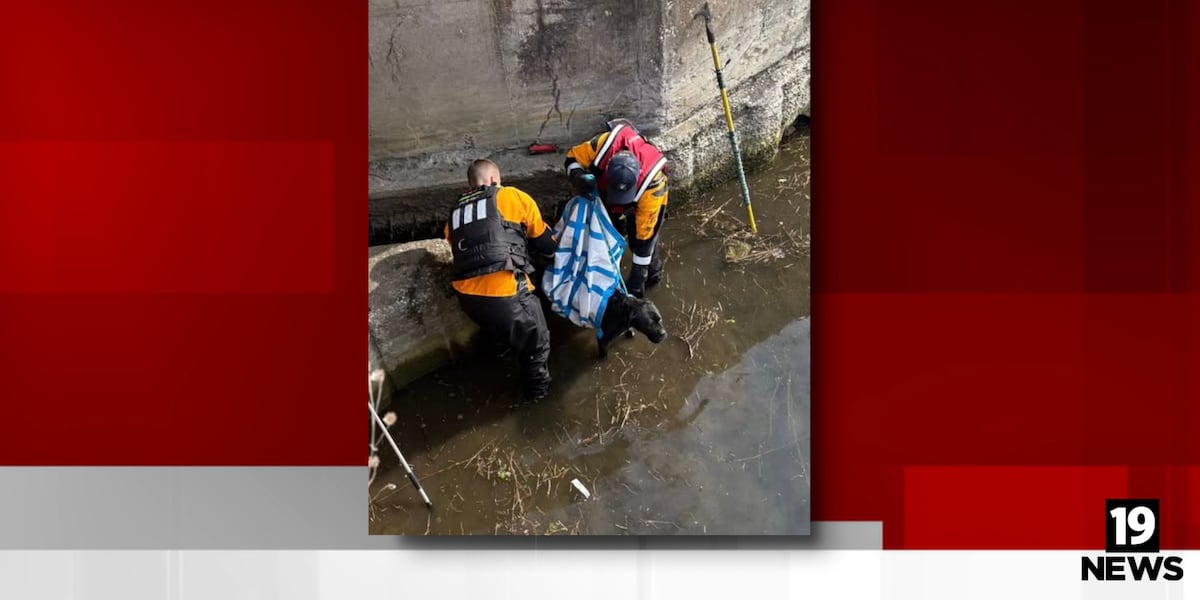 Dog rescued after swimming into drainage area off Lake Erie