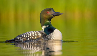 Bird of the Month: Common Loon