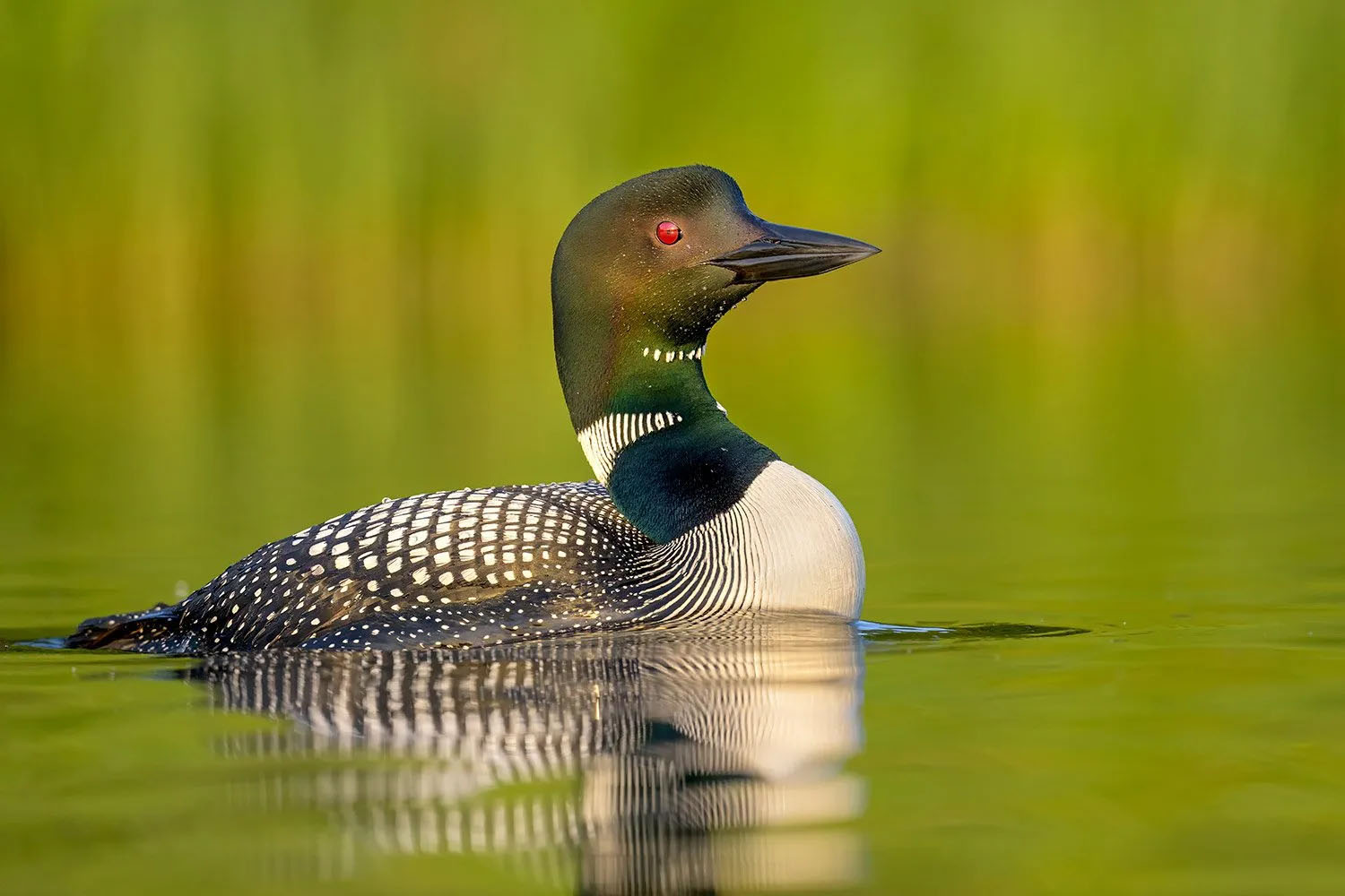 Bird of the Month: Common Loon