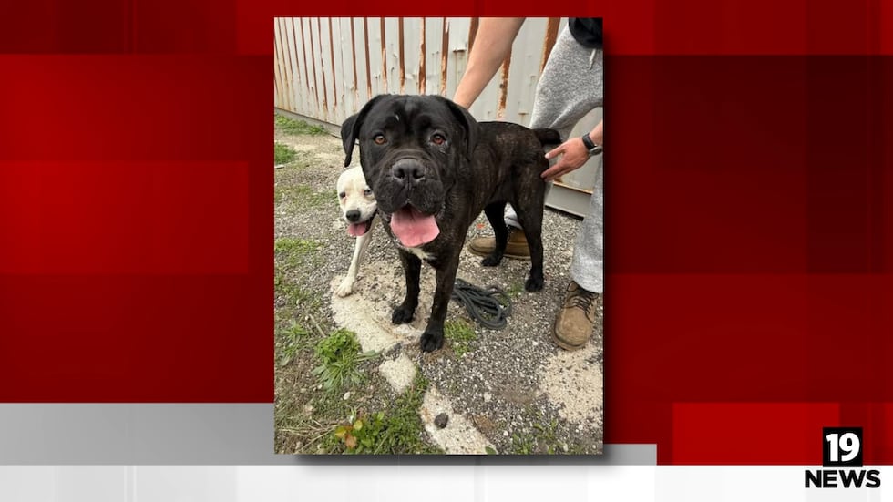 Dog rescued after swimming into drainage area off Lake Erie