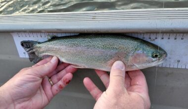 The Pennsylvania Fish and Boat Commission is stocking about 3.2 million trout across Pennsylvania in 2026. The average length is 11 inches long.