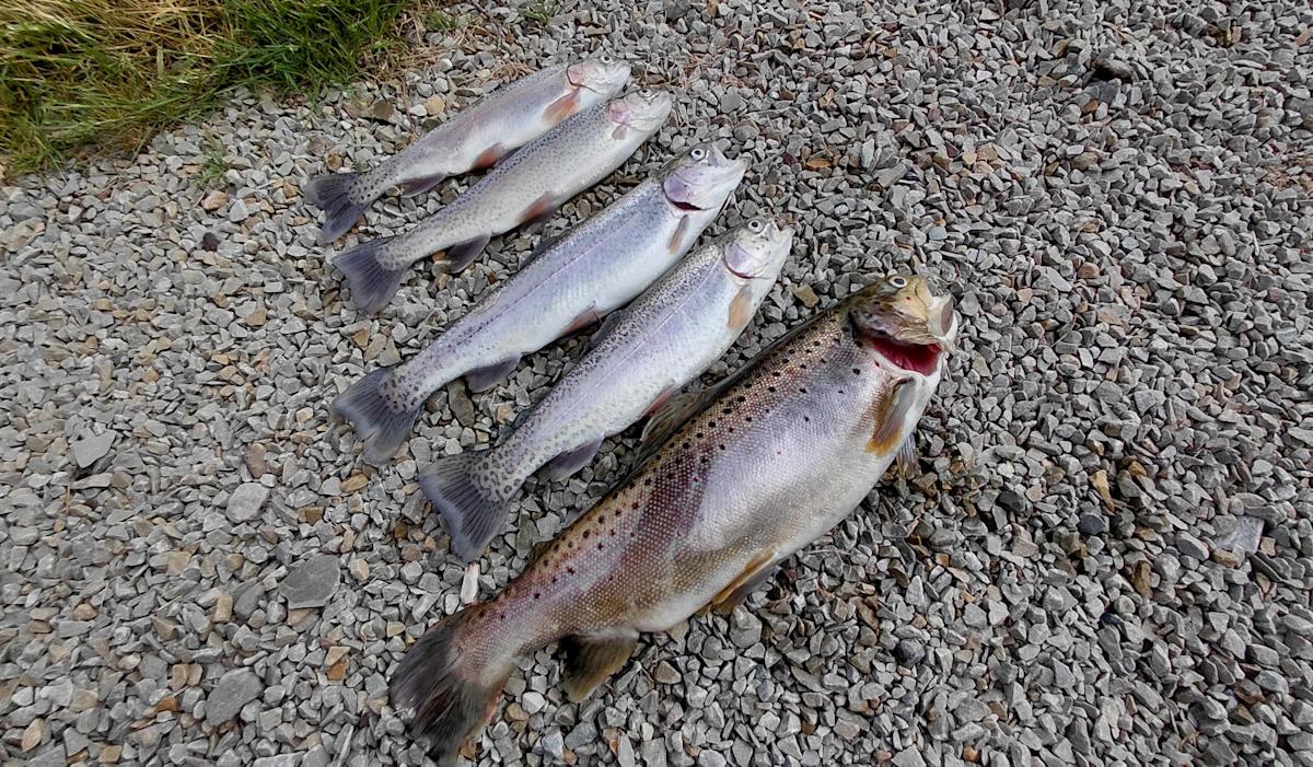 The Pennsylvania Fish and Boat Commission has proposed increasing the size of trout anglers can keep from 7 to 9 inches. The agency stocks trout that are usually at least 11 inches long.