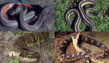 Most common snake species found in Pennsylvania