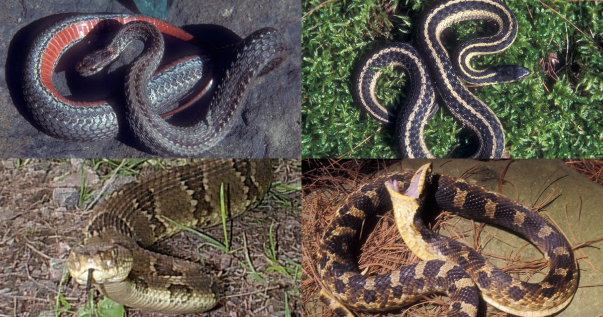 Most common snake species found in Pennsylvania
