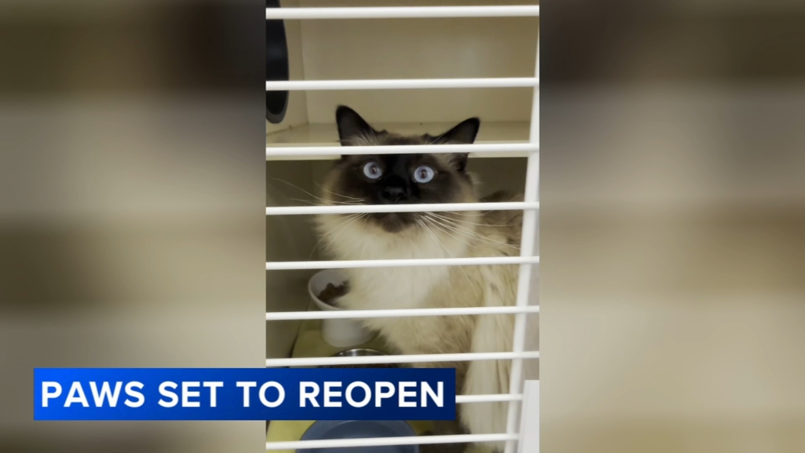 Philadelphia Animal Welfare Society reopens shelter after deadly Grays Ferry parking garage collapse