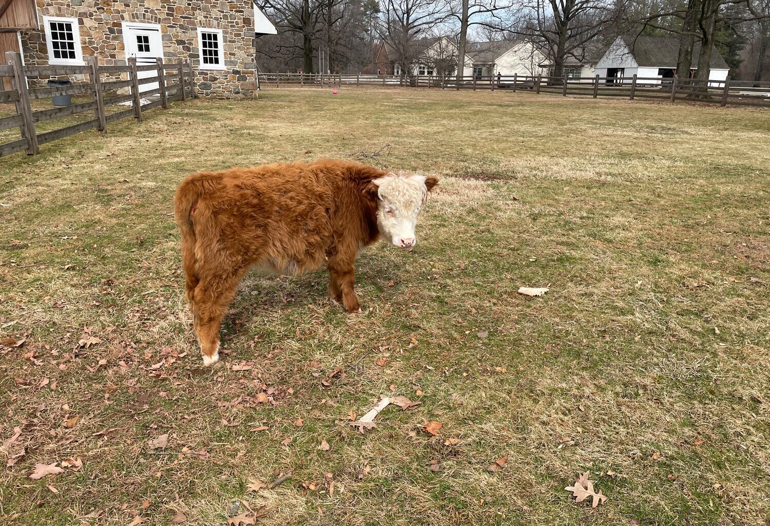 Locals can head to William Penn&rsquo;s reconstructed riverside estate, Pennsbury Manor, on Saturday, April 4 to join in on a barnyard birthday party for Daphne.