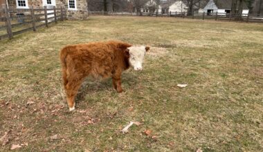 Locals can head to William Penn&rsquo;s reconstructed riverside estate, Pennsbury Manor, on Saturday, April 4 to join in on a barnyard birthday party for Daphne.