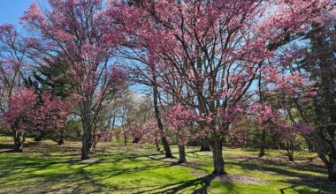 Morris Arboretum & Gardens is in full bloom.