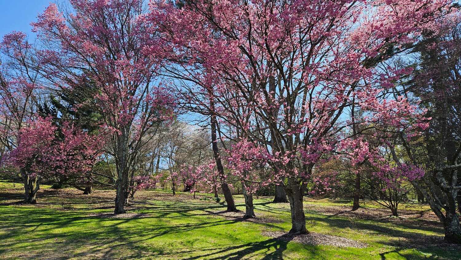 Morris Arboretum & Gardens is in full bloom.