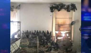318 pigeons rescued from Pennsylvania home in hoarding case